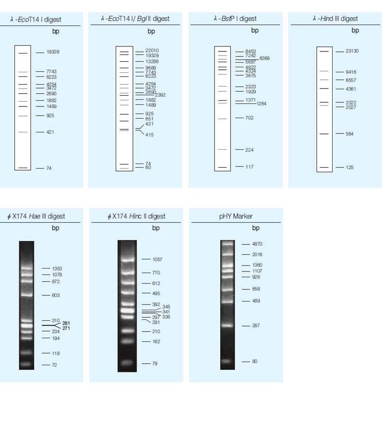 그림 1 PCR법에 의한 DNA 증폭 과정