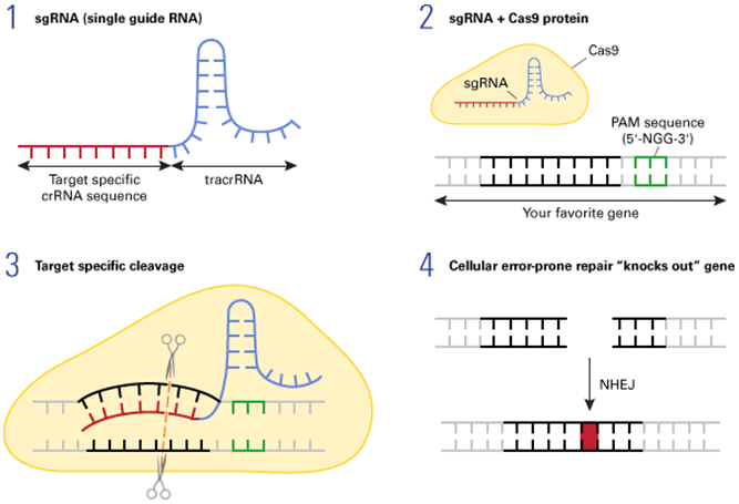 CRISPR/Cas9-mediated gene disruption
