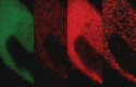 FRET images of cells expressing AcGFP1 and mCherry