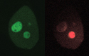 Green-to-red photoconversion of Dendra2 in HeLa cells
