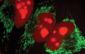 Fluorescent mitochondria and nucleus in HEK 293 cells
